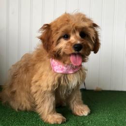 Sage - Red female Cavapoo puppy in Springtown, Texas from North Texas Puppies