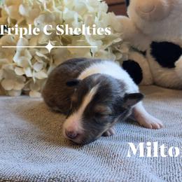 Milton - Sable and white male Shetland Sheepdog puppy in Gladbrook, Iowa from T Triple C Shelties