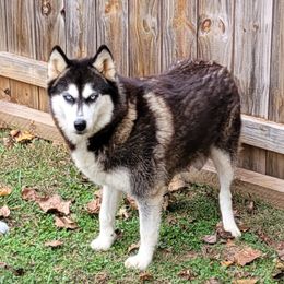 Jorgie - Siberian Husky