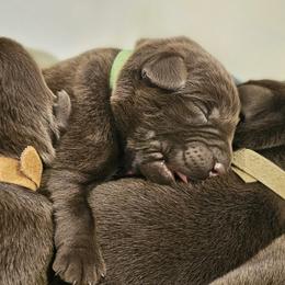 Boy 8 - Chocolate male Labrador Retriever puppy in Helena, Montana from Whistling Wings Retrievers, LLC.