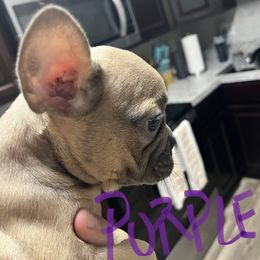 French Bulldog Puppies from DDV French Bulldogs