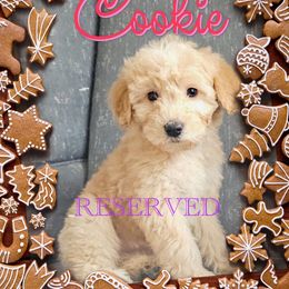 Cookie - Cream female Goldendoodle puppy in Rochester, New York from Yankee Doodle Doggies