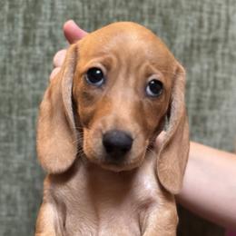 Graycie Red Girl 1 - Red female Dachshund puppy in Lakeland, Florida from Grazing Weeners