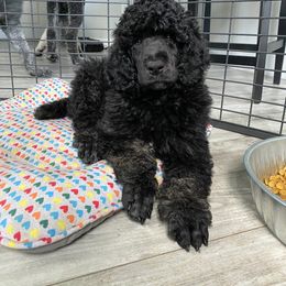 Poodle Puppies from Nay Design Poodles