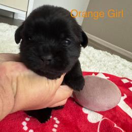 Orange Girl - Black gold and white female Shorkie puppy in San Tan Valley, Arizona from Great Mates