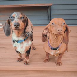Dachshunds from Ember Creek Doxies