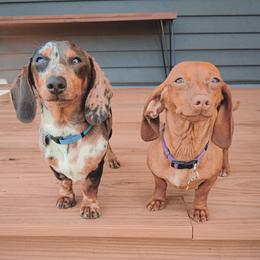 Dachshunds from Ember Creek Doxies