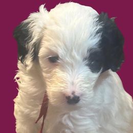 Ruby - Black and white Sheepadoodle puppy in Candler, North Carolina from Celia's Sheepadoodles