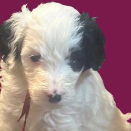 Ruby - Black and white Sheepadoodle puppy in Candler, North Carolina from Celia's Sheepadoodles