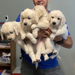 Golden Retriever Puppies from Cream of the Crop Goldens Michigan