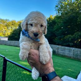 Oliver - Yellow and white male Bernedoodle puppy in Holt, Missouri from Mindys Doodles