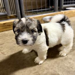 Ollie - Tri-color male Coton de Tulear puppy in Mead, Oklahoma from Bar W Cotons