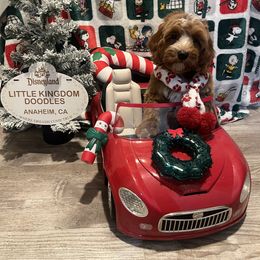 Penny - Apricot female Australian Labradoodle puppy in Orange, California from Little Kingdom Doodles