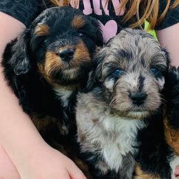 Aussiedoodles and Miniature Australian Shepherds from Rural Iowa Aussies & Doodles