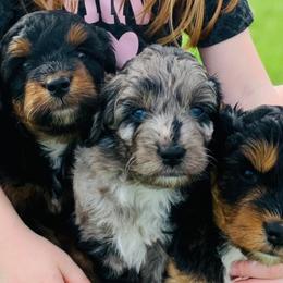 Aussiedoodles and Miniature Australian Shepherds from Rural Iowa Aussies & Doodles