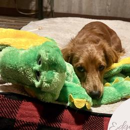 Red - Dachshund