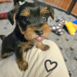 Yorkshire Terrier Puppies from Kathryn's Yorkies