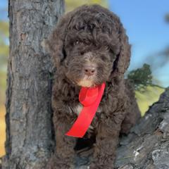 Miss Red - Chocolate female Australian Labradoodle puppy in Greenwood, Arkansas from Mount Harmony Labradoodles