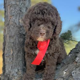 Miss Red - Chocolate female Australian Labradoodle puppy in Greenwood, Arkansas from Mount Harmony Labradoodles