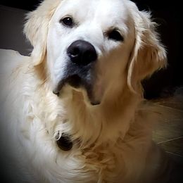 Golden Retriever All Grown Up from Hearts Of Gold Retrievers LLC