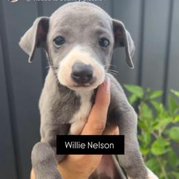 Boy 3 - Blue male Italian Greyhound puppy in Southwest Florida, Florida from Woofford Italian Greyhounds