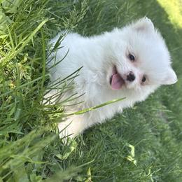 French Bulldog and Pomeranian Puppies from Heartfelt Kennels