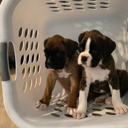 Flashy Brindle Girl - Brindle Boxer puppy in Caledonia, Ohio from Cedar Boxers and French bulldogs