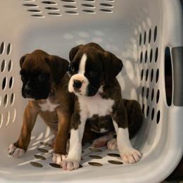 Flashy Brindle Girl - Brindle Boxer puppy in Caledonia, Ohio from Cedar Boxers and French bulldogs