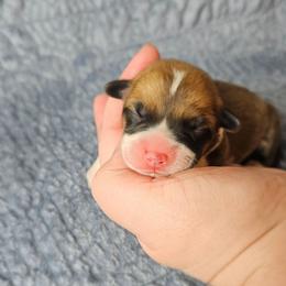 Ember - Red female Pembroke Welsh Corgi puppy in Deming, New Mexico from Dragon Ridge Corgis
