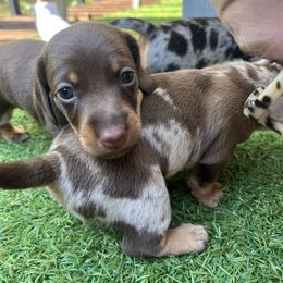 Dachshund Puppies from Weenie Bros