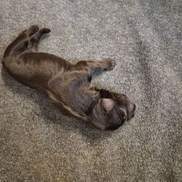 Boy 2 - Dark brown male Boykin Spaniel puppy in Sparta, Georgia from Waddell-Kennels