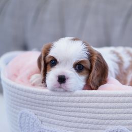 Cavalier King Charles Spaniel Puppies from Country View Cavaliers