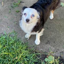 Aussiedoodle and Miniature Australian Shepherd All Grown Up from 5 B Ranch