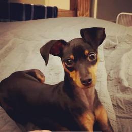 Miniature Pinscher All Grown Up from Waldron Family Min Pins