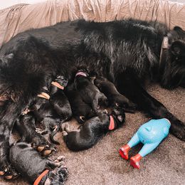 German Shepherd Puppies from Oahu German Shepherds