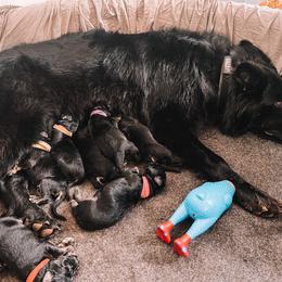German Shepherd Puppies from Oahu German Shepherds