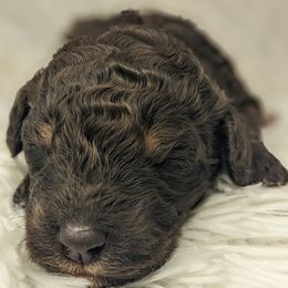 Alvin - Phantom male Bernedoodle puppy in St. George, Utah from Southern Utah Doodles & Poodles