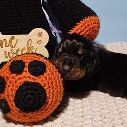 Boy 1 - Black and Tan Coonhound puppy in Kingsport, Tennessee from Summitt Black and Tans