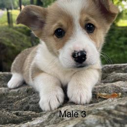 Australian Shepherd and Pembroke Welsh Corgi Puppies from Tuff Country Farm