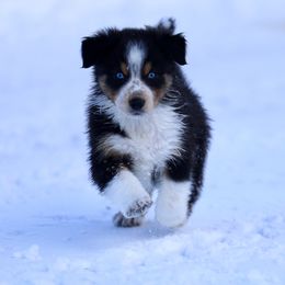 Australian Shepherd, Miniature American Shepherd, Miniature Australian Shepherd, and Toy Australian Shepherd Puppies from Painted Blue Aussies
