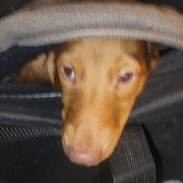 Dachshund Puppies from CLARK'S BREEDING PROGRAM