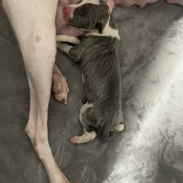 Duncan - White and blue male Italian Greyhound puppy in Lancaster, Missouri from White Stone Ranch