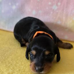 Alley - Black and tan female Dachshund puppy in Klamath Falls, Oregon from Luvindoxys4u