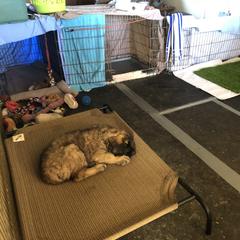 Leonberger Puppies from Tipping Point Leonbergers