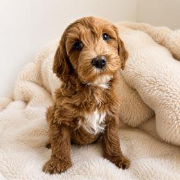 Wilder - Apricot male Goldendoodle puppy in Gilbert, Arizona from Doodle Bliss