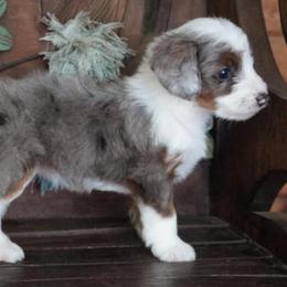 Girl 3 - Blue merle female Aussiedoodle puppy in Lawton, Oklahoma from Lindsey’s Aussies