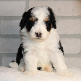 Boy 3 - male Australian Mountain Doodle puppy in Mississippi from Ewing Acres