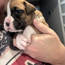 Male 1 - Fawn male Boxer puppy in Charleston, Arkansas from Guardian Kennels