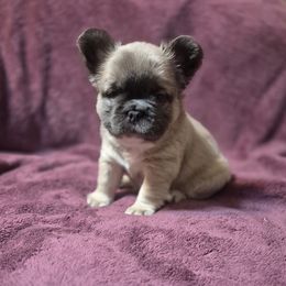 Biggie Smalls - Blue fawn male French Bulldog puppy in Alexander City, Alabama from Lake Martin Fancy Frenchies