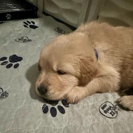 Blue Collar - Golden male Golden Retriever puppy in Tulsa, Oklahoma from Triple J Goldens, LLC
